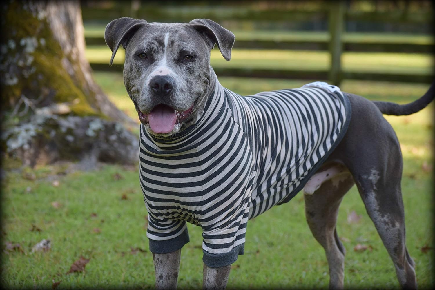T Shirts for Pitbull Dogs Top 10 Picks